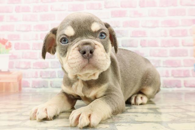 東京都のフレンチブルドッグ (Coo&RIKU吉祥寺店/2025年7月11日生まれ/男の子/ブルータン)の子犬の2枚目の画像
