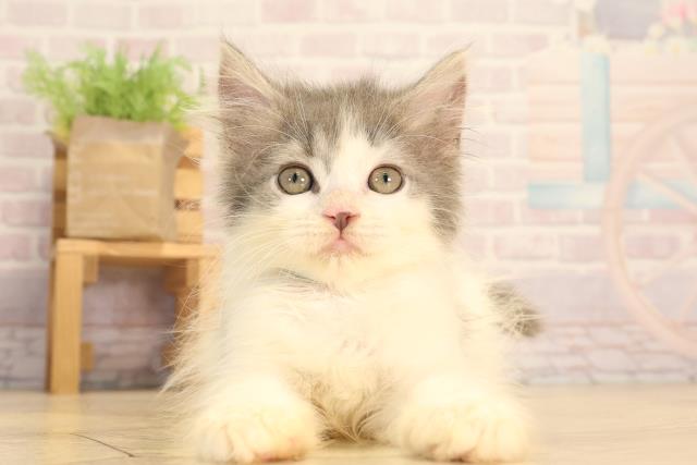 滋賀県のラガマフィン (Coo&RIKU東近江店/2025年7月7日生まれ/男の子/ブルータビーホワイト)の子猫