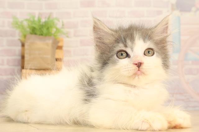 滋賀県のラガマフィン (Coo&RIKU東近江店/2025年7月7日生まれ/男の子/ブルータビーホワイト)の子猫の2枚目の画像