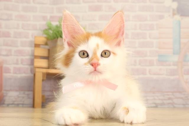 三重県のメインクーン (Coo&RIKU津高茶屋店/2025年7月11日生まれ/女の子/レッドタビーホワイト)の子猫