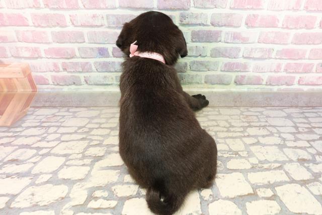 神奈川県のパグ (Coo&RIKU平塚店/2025年7月5日生まれ/女の子/ブラック)の子犬の4枚目の画像
