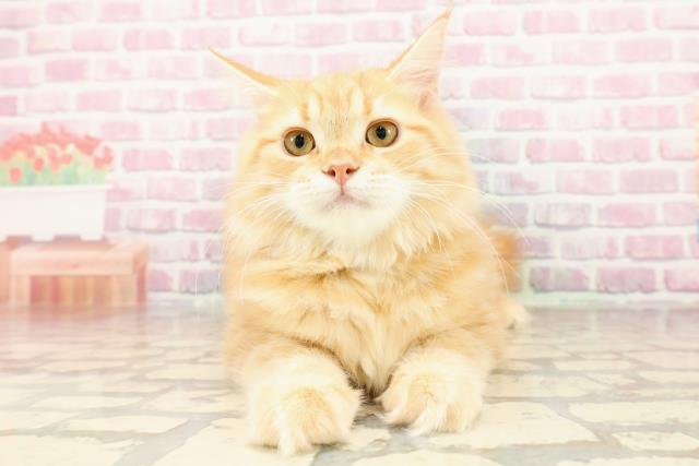 茨城県のサイベリアン (Coo&RIKU筑西店/2025年4月2日生まれ/女の子/レッドタビー)の子猫