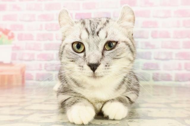 東京都のキンカロー (Coo&RIKU立川店/2025年4月23日生まれ/女の子/シルバータビーホワイト)の子猫