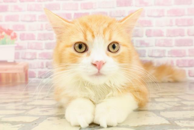 埼玉県のマンチカン (Coo&RIKU春日部店/2025年4月25日生まれ/男の子/レッドタビーホワイト)の子猫