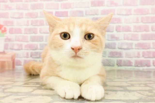 千葉県のマンチカン (Coo&RIKU若葉都賀店/2025年4月25日生まれ/男の子/クリームタビーホワイト)の子猫の1枚目の画像