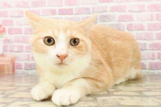 千葉県のマンチカン (Coo&RIKU若葉都賀店/2025年4月25日生まれ/男の子/クリームタビーホワイト)の子猫の2枚目の画像