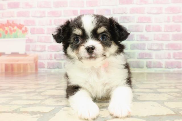 栃木県のチワワ(ロング) (Coo&RIKUイオンタウン佐野店/2025年7月15日生まれ/女の子/トライカラー)の子犬の1枚目の画像