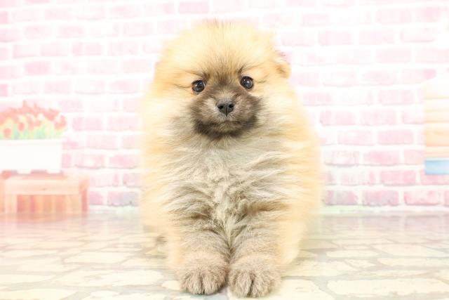 茨城県のポメラニアン (Coo&RIKU筑西店/2025年7月14日生まれ/女の子/オレンジ)の子犬
