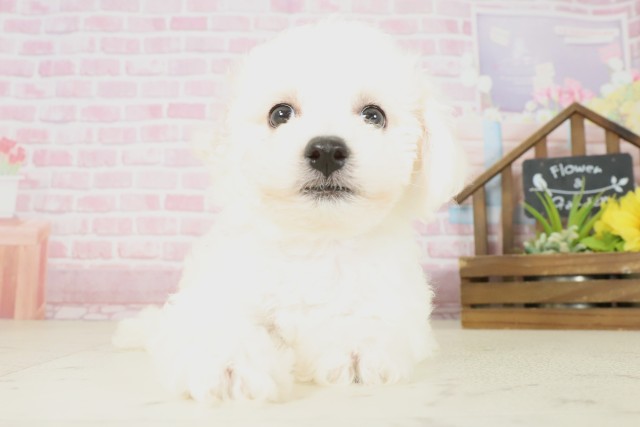 福岡県のビションフリーゼ (Coo&RIKU小倉店/2025年7月14日生まれ/女の子/ホワイト)の子犬