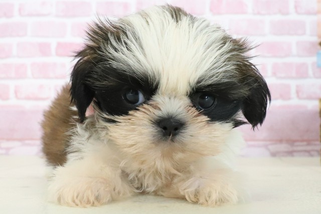 大分県のシーズー (Coo&RIKU大分店/2025年7月16日生まれ/女の子/ゴールドホワイト)の子犬