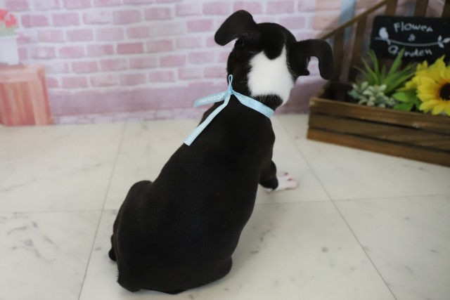 福岡県のボストンテリア (Coo&RIKU小倉店/2025年7月16日生まれ/男の子/ボストンカラー)の子犬の4枚目の画像