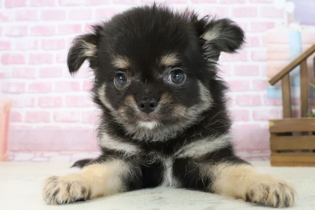 熊本県のチワワ(ロング) (Coo&RIKUカリーノ玉名店/2025年7月16日生まれ/男の子/ブラックタン)の子犬