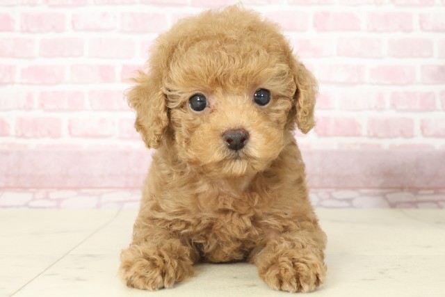 福岡県のトイプードル(トイ) (Coo&RIKU筑後店/2025年7月15日生まれ/男の子/アプリコット)の子犬の1枚目の画像