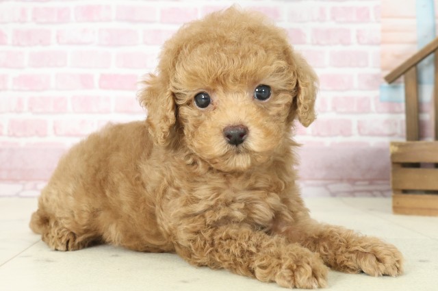 福岡県のトイプードル(トイ) (Coo&RIKU筑後店/2025年7月15日生まれ/男の子/アプリコット)の子犬の2枚目の画像