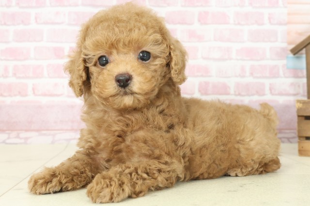 福岡県のトイプードル(トイ) (Coo&RIKU筑後店/2025年7月15日生まれ/男の子/アプリコット)の子犬の3枚目の画像