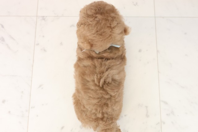 福岡県のトイプードル(トイ) (Coo&RIKU筑後店/2025年7月15日生まれ/男の子/アプリコット)の子犬の4枚目の画像