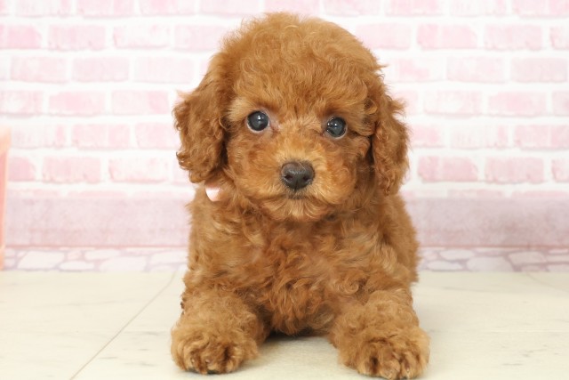 福岡県のトイプードル(トイ) (Coo&RIKU久留米店/2025年7月15日生まれ/女の子/レッド)の子犬の1枚目の画像