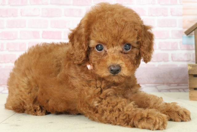 福岡県のトイプードル(トイ) (Coo&RIKU久留米店/2025年7月15日生まれ/女の子/レッド)の子犬の2枚目の画像