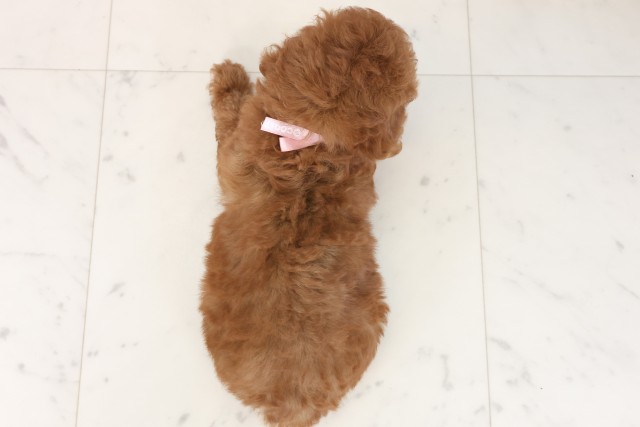 福岡県のトイプードル(トイ) (Coo&RIKU久留米店/2025年7月15日生まれ/女の子/レッド)の子犬の4枚目の画像