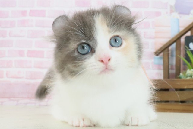 福岡県のキンカロー (Coo&RIKU行橋店/2025年7月15日生まれ/女の子/ダイリュートキャリコ)の子猫の1枚目の画像