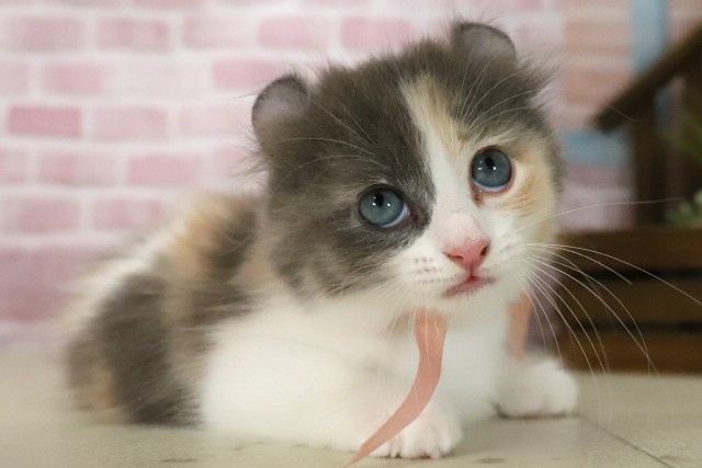 福岡県のキンカロー (Coo&RIKU行橋店/2025年7月15日生まれ/女の子/ダイリュートキャリコ)の子猫の2枚目の画像