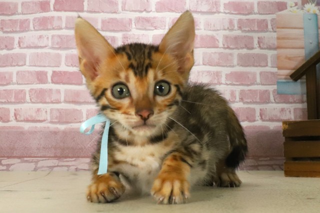 大分県のトイガー (Coo&RIKU大分店/2025年7月7日生まれ/男の子/ブラウンスポットタビー)の子猫