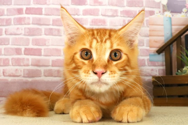 長崎県のメインクーン (Coo&RIKU長崎佐世保店/2025年5月8日生まれ/男の子/レッドタビー)の子猫の1枚目の画像