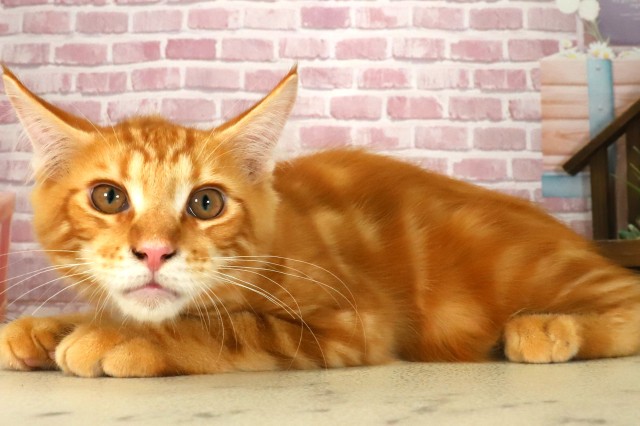 長崎県のメインクーン (Coo&RIKU長崎佐世保店/2025年5月8日生まれ/男の子/レッドタビー)の子猫の3枚目の画像