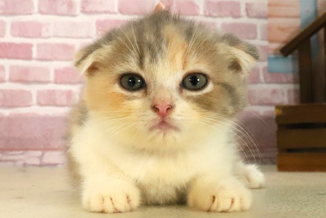 長崎県のフォールデックス (Coo&RIKU大村店/2025年7月12日生まれ/女の子/ダイリュートキャリコ)の子猫の1枚目の画像
