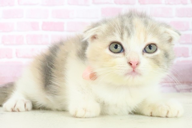 長崎県のフォールデックス (Coo&RIKU大村店/2025年7月12日生まれ/女の子/ダイリュートキャリコ)の子猫の2枚目の画像