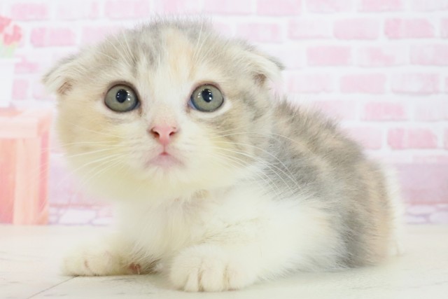 長崎県のフォールデックス (Coo&RIKU大村店/2025年7月12日生まれ/女の子/ダイリュートキャリコ)の子猫の3枚目の画像