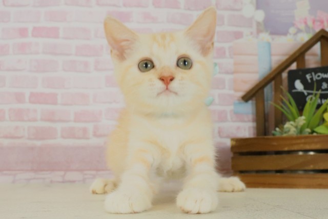 鹿児島県のマンチカン (Coo&RIKU鹿児島店/2025年6月13日生まれ/男の子/クリームタビーホワイト)の子猫の1枚目の画像