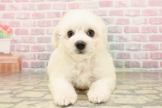 茨城県のビションフリーゼ (Coo&RIKU牛久店/2025年7月7日生まれ/男の子/ホワイト)の子犬