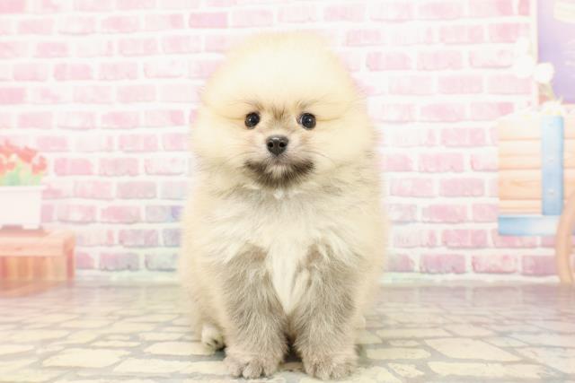 東京都のポメラニアン (Coo&RIKU東久留米店/2025年7月15日生まれ/男の子/ウルフセーブル)の子犬
