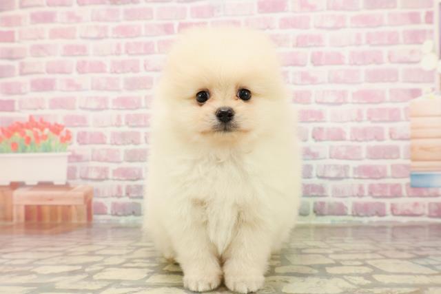 東京都のポメラニアン (Coo&RIKU江戸川店/2025年7月15日生まれ/女の子/クリーム)の子犬