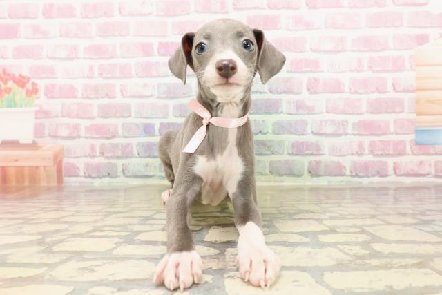 東京都のイタリアングレーハウンド (Coo&RIKU新小岩店/2025年7月11日生まれ/女の子/ブルーホワイト)の子犬の1枚目の画像