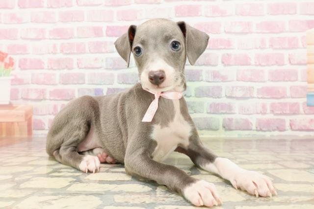東京都のイタリアングレーハウンド (Coo&RIKU新小岩店/2025年7月11日生まれ/女の子/ブルーホワイト)の子犬の3枚目の画像