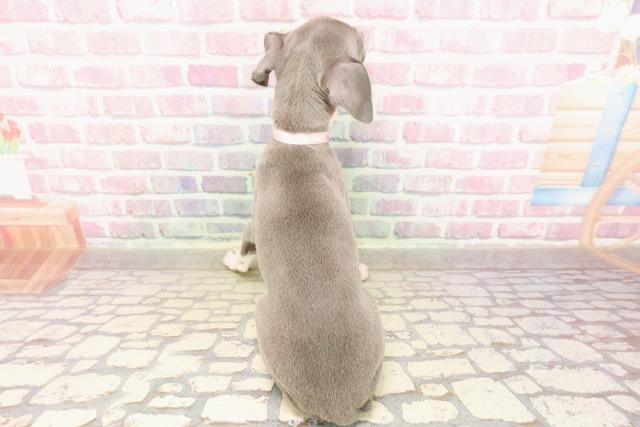 東京都のイタリアングレーハウンド (Coo&RIKU新小岩店/2025年7月11日生まれ/女の子/ブルーホワイト)の子犬の4枚目の画像