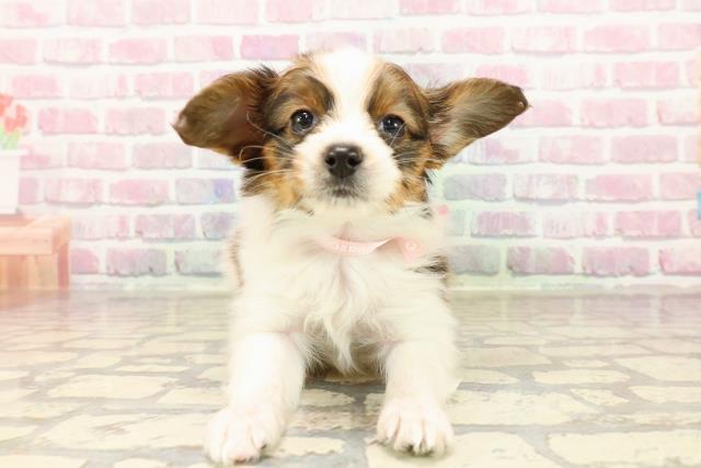 東京都のパピヨン (Coo&RIKU足立本店/2025年7月12日生まれ/女の子/ホワイトブラウン)の子犬
