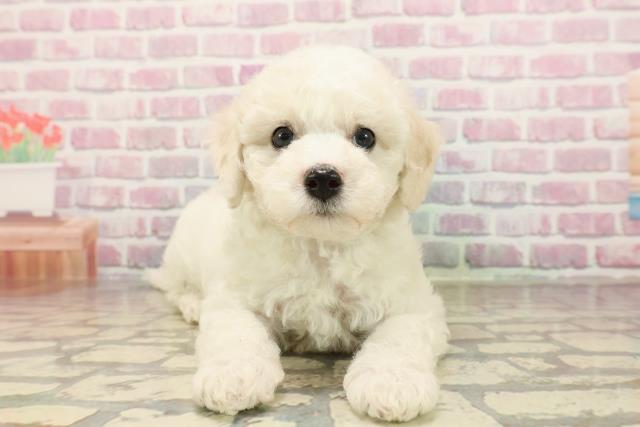 茨城県のビションフリーゼ (Coo&RIKU石岡店/2025年7月16日生まれ/男の子/ホワイト)の子犬