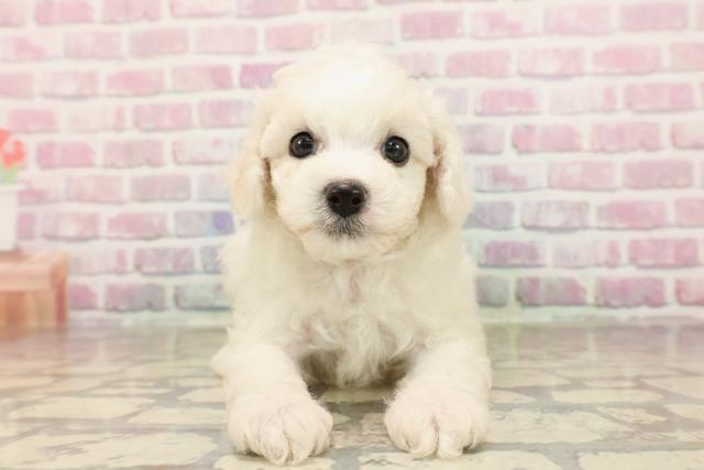 茨城県のビションフリーゼ (Coo&RIKU日立店/2025年7月16日生まれ/男の子/ホワイト)の子犬