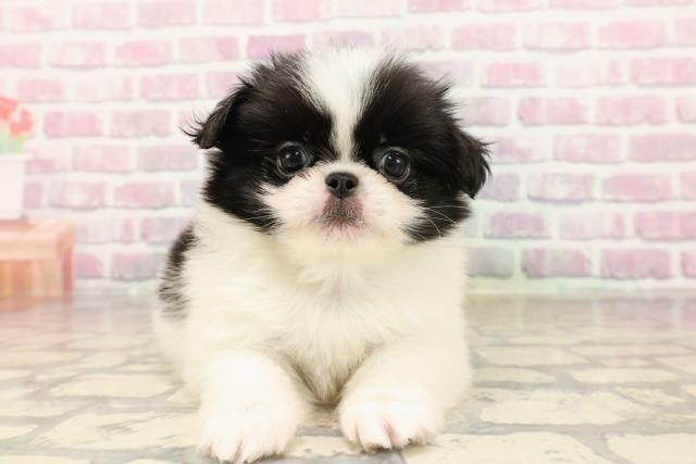 東京都のハーフ犬・ミックス犬 (Coo&RIKU武蔵小山店/2025年7月15日生まれ/男の子/白黒)の子犬の1枚目の画像