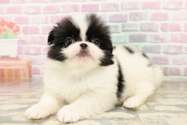 東京都のハーフ犬・ミックス犬 (Coo&RIKU武蔵小山店/2025年7月15日生まれ/男の子/白黒)の子犬の2枚目の画像