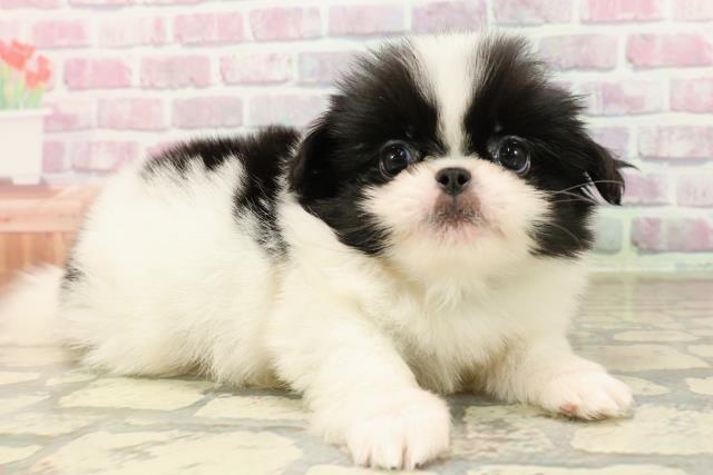 東京都のハーフ犬・ミックス犬 (Coo&RIKU武蔵小山店/2025年7月15日生まれ/男の子/白黒)の子犬の3枚目の画像