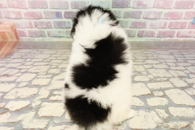 東京都のハーフ犬・ミックス犬 (Coo&RIKU武蔵小山店/2025年7月15日生まれ/男の子/白黒)の子犬の4枚目の画像