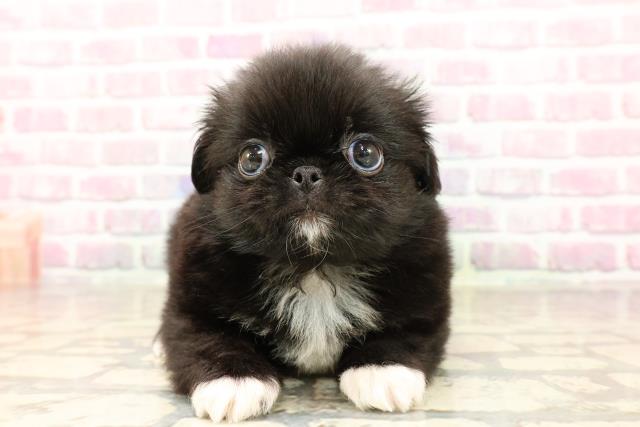 東京都のハーフ犬・ミックス犬 (Coo&RIKU赤坂店/2025年7月15日生まれ/男の子/黒)の子犬の1枚目の画像