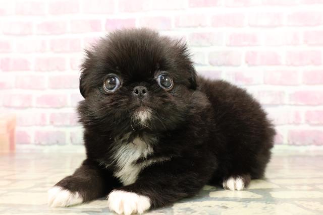東京都のハーフ犬・ミックス犬 (Coo&RIKU赤坂店/2025年7月15日生まれ/男の子/黒)の子犬の2枚目の画像