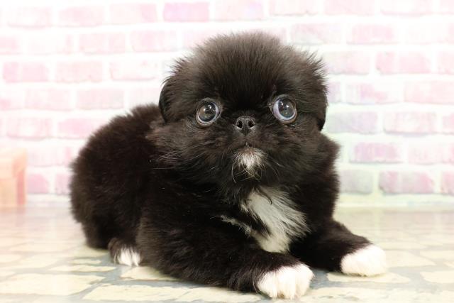 東京都のハーフ犬・ミックス犬 (Coo&RIKU赤坂店/2025年7月15日生まれ/男の子/黒)の子犬の3枚目の画像