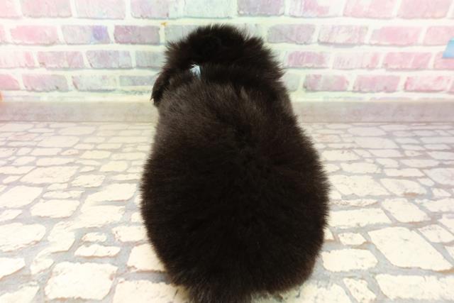 東京都のハーフ犬・ミックス犬 (Coo&RIKU赤坂店/2025年7月15日生まれ/男の子/黒)の子犬の4枚目の画像