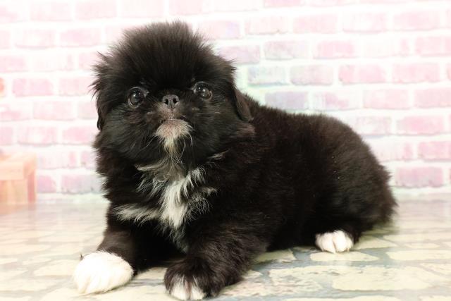東京都のハーフ犬・ミックス犬 (Coo&RIKU三軒茶屋店/2025年7月15日生まれ/女の子/黒)の子犬の2枚目の画像